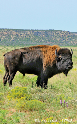 Bison